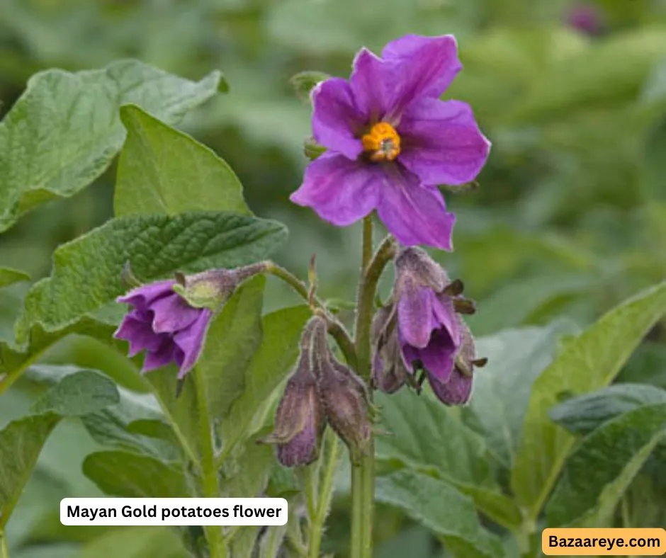 Mayan gold potatoes