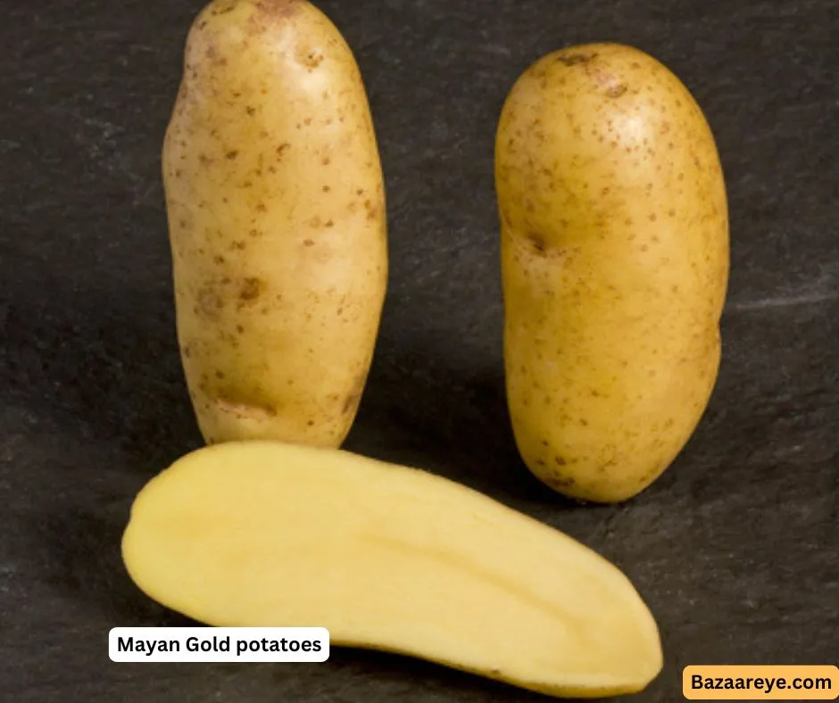 Mayan gold potatoes tuber
