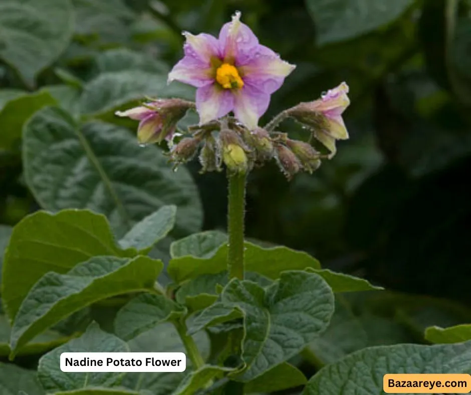 Nadine Potato flower