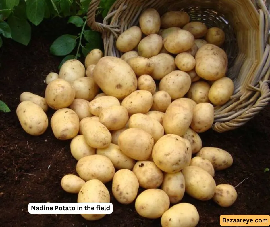 Nadine potatoes in a farm