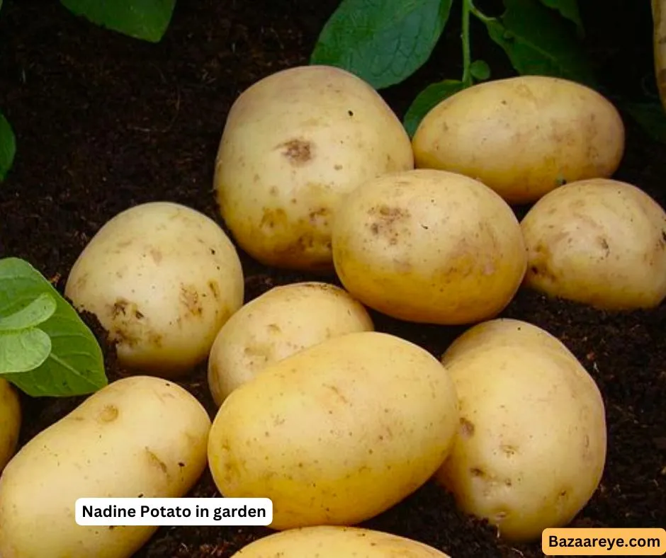 Nadine Potatoes in a garden