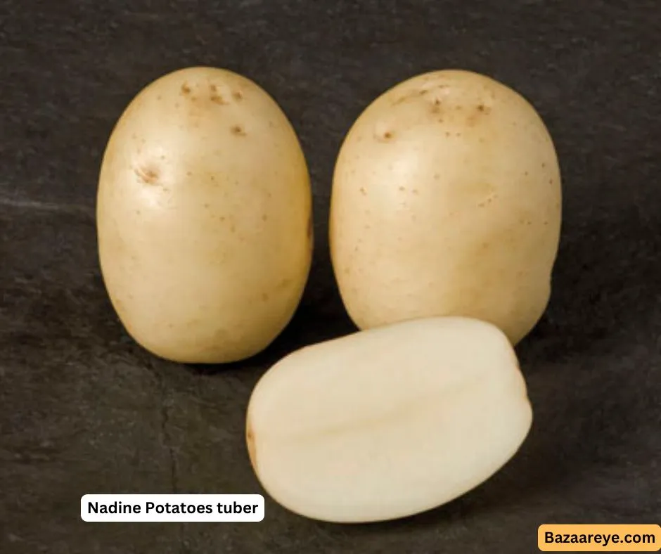 Nadine potatoes Tuber