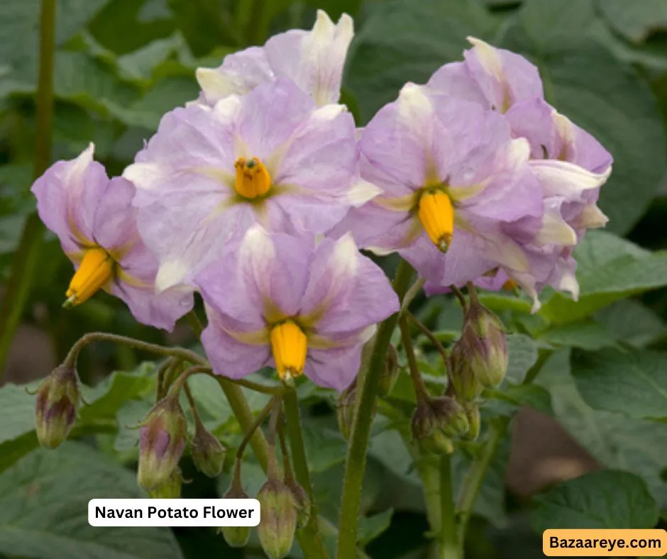 Navan Potato Flower