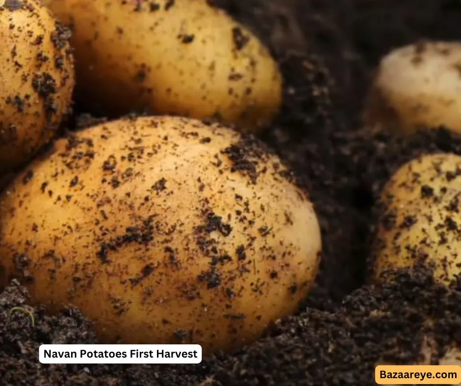 Navan Potatoes First Harvest