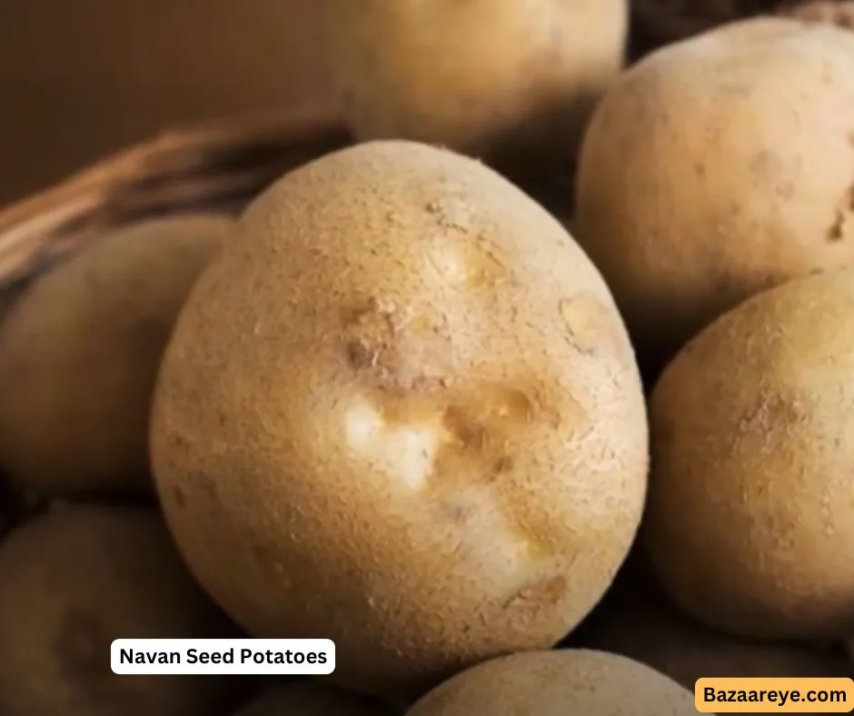 Navan Seed Potatoes