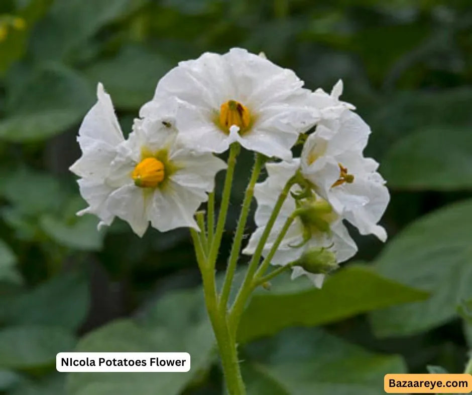 Nicola potatoes flower
