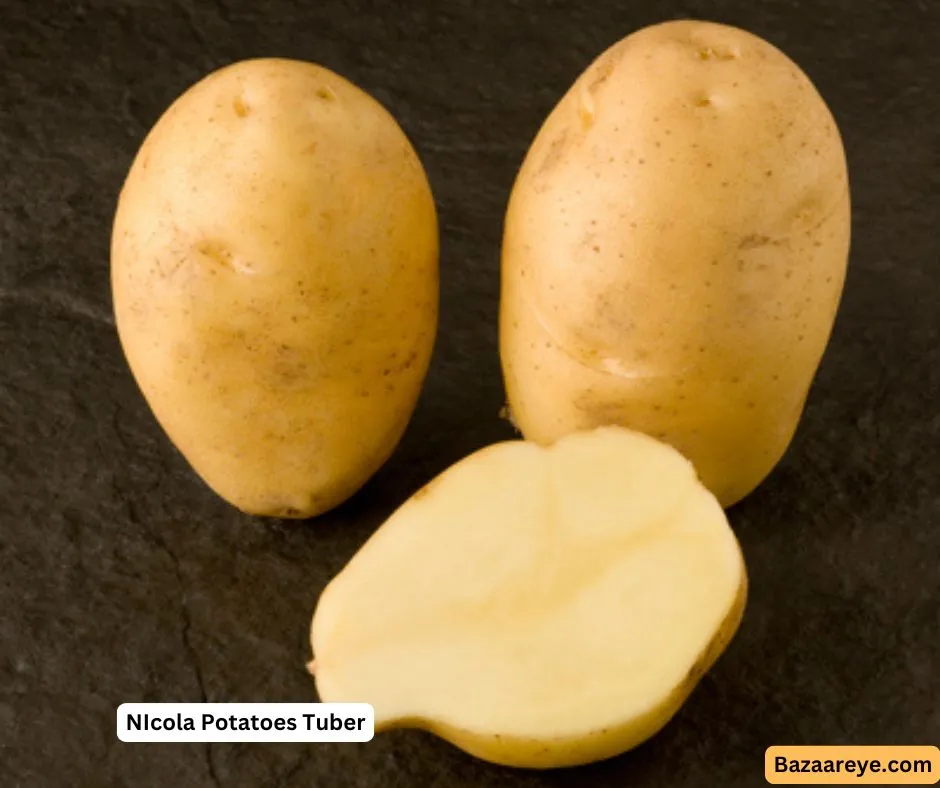 Nicola Potatoes Tuber