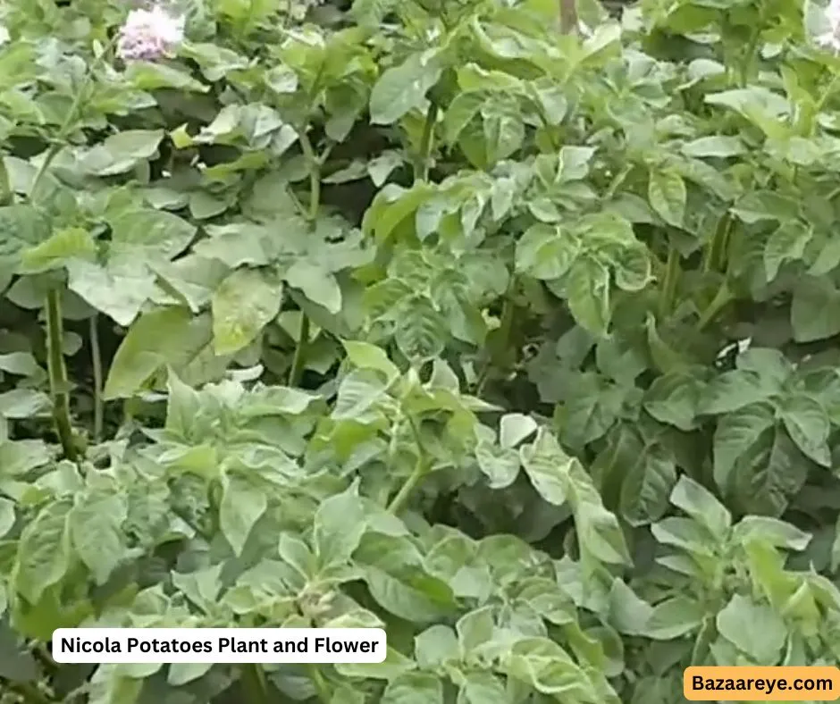 Nicola Potatoes Plant and FLower