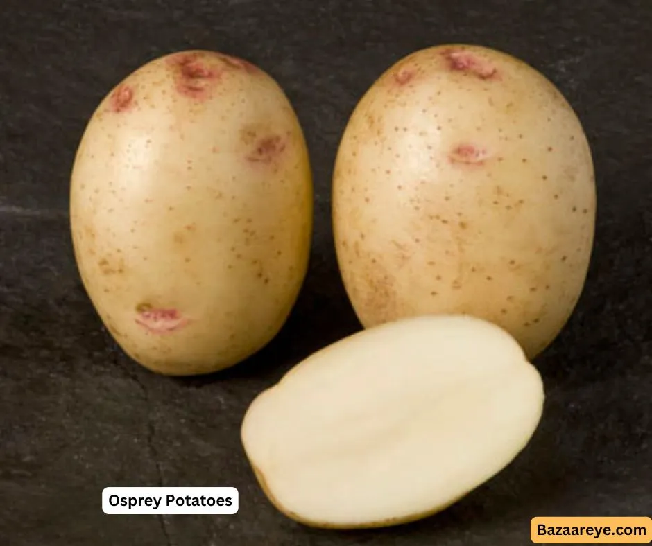 Osprey Potatoes tuber