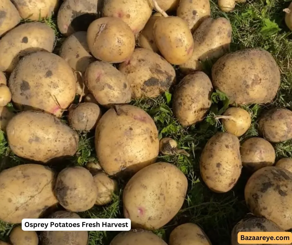 osprey potatoes fresh harvest