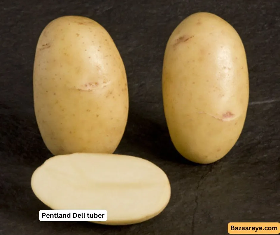 Pentland Dell Potatoes Tuber
