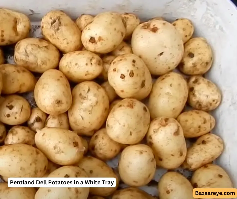 Pentland Dell Potatoes in a white Tray