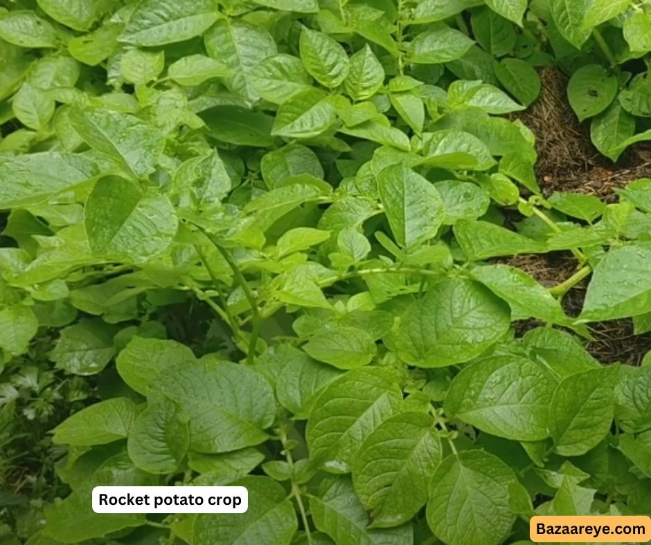 Rocket potatoes crop