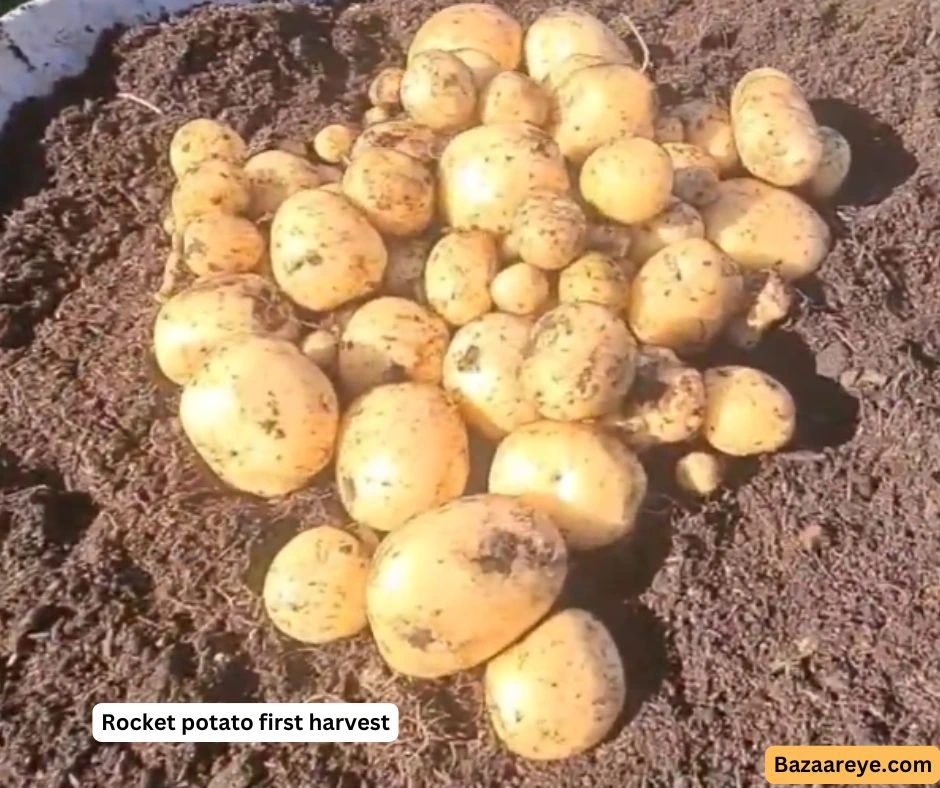 Rocket potato first harvest