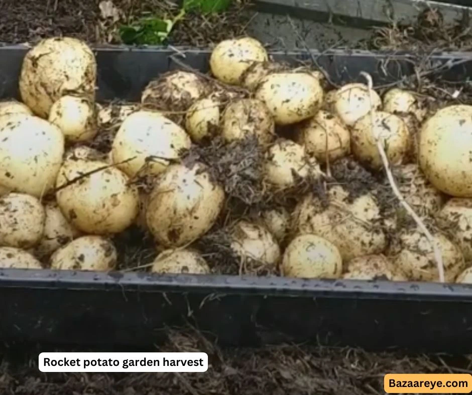 Rocket potato garden harvest