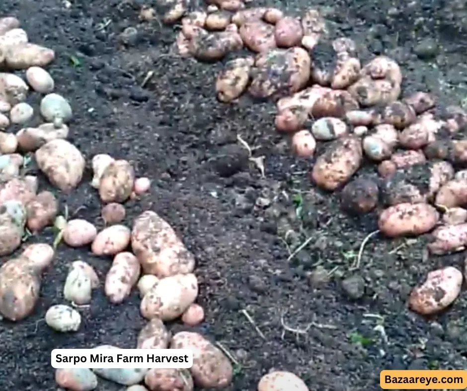 Sarpo Mira potatoes farm harvest,