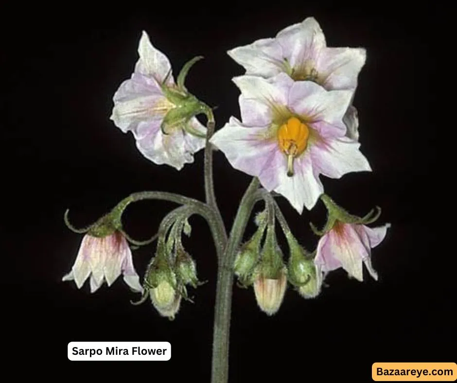 Sarpo Mira flower