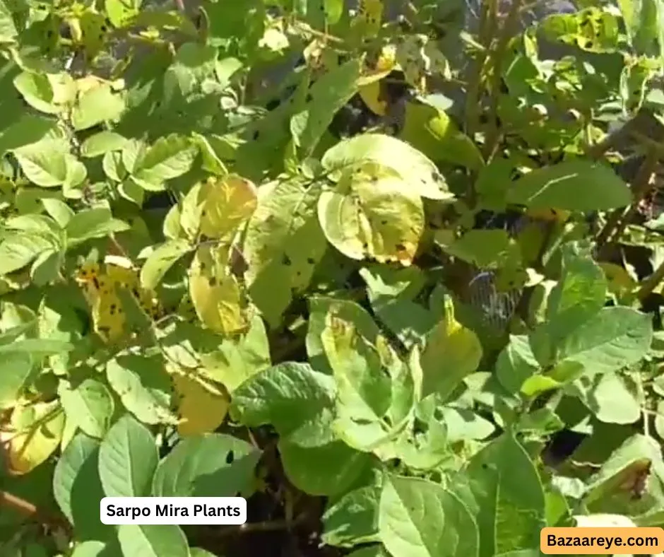 Sarpo  Mira potato plants