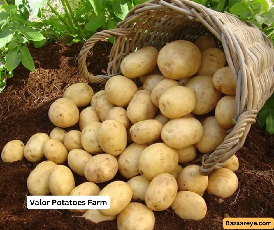 Valor potatoes in a farm falling from a bucket on a ground