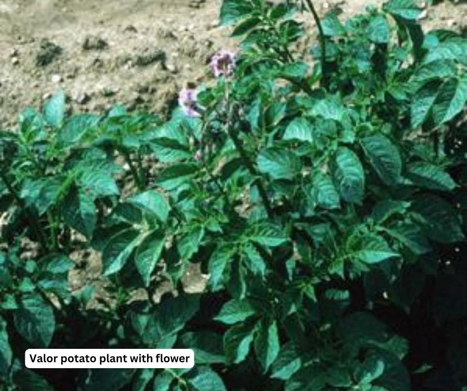 Valor potatoes plant and flower