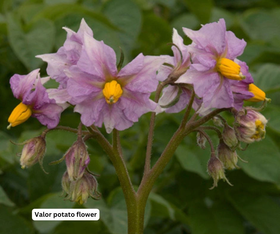 valor potato flower