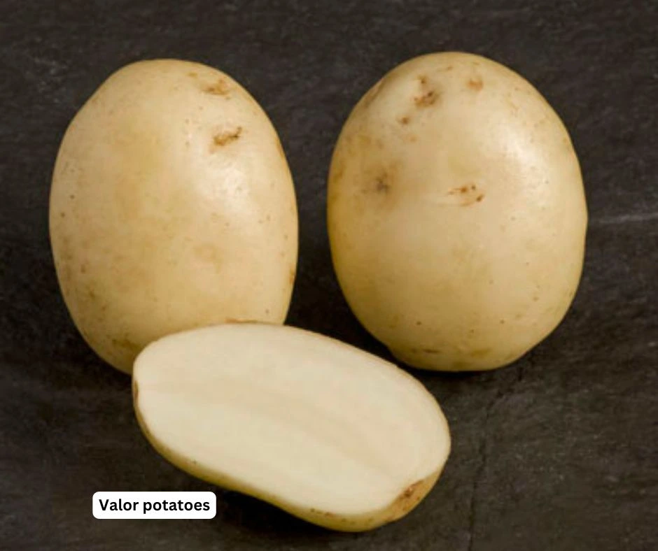 Valor potatoes
