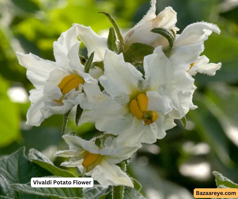 Vivaldi potato flower