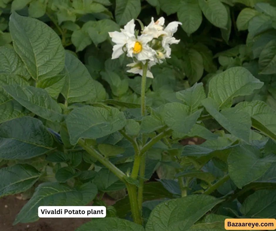 Vivaldi potato crop with a flower