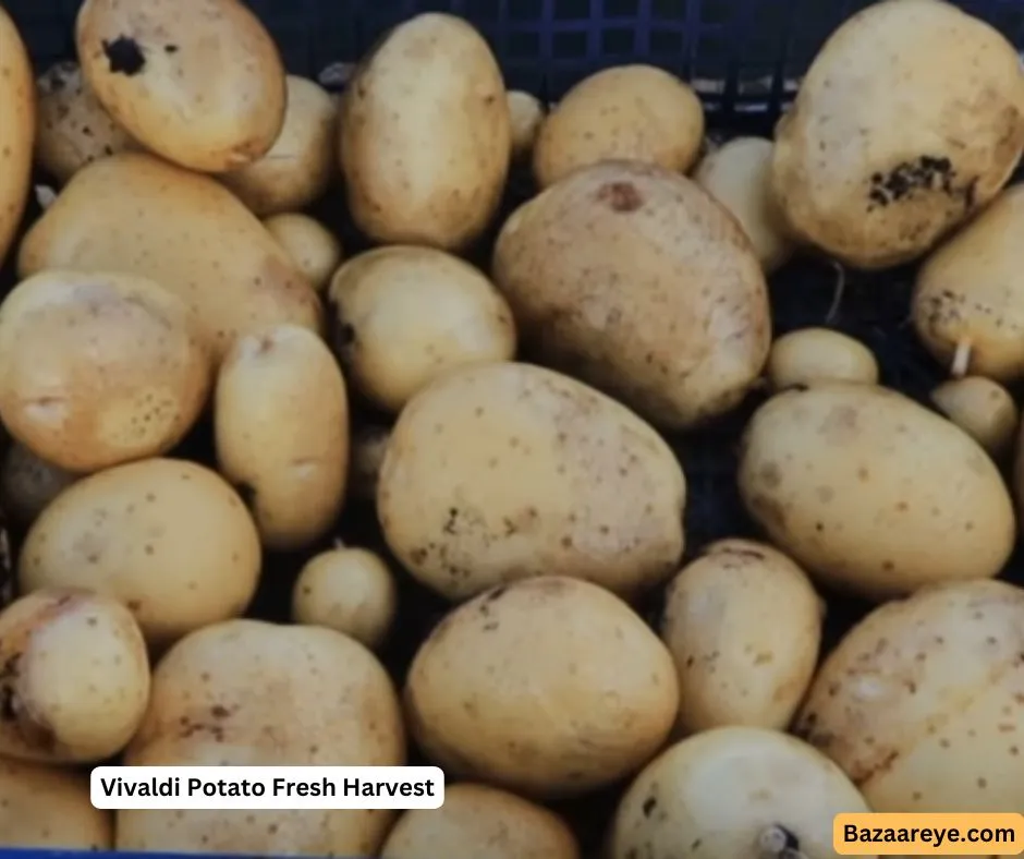 Vivaldi potatoes fresh harvest