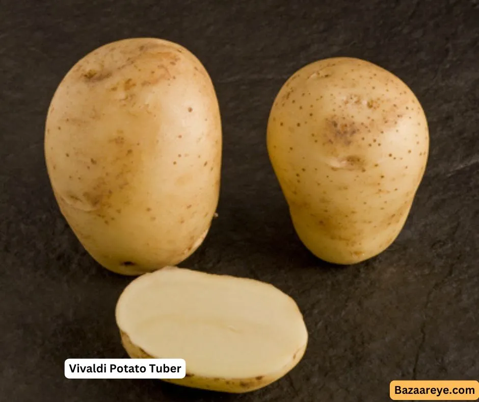 Vivaldi potatoes tuber