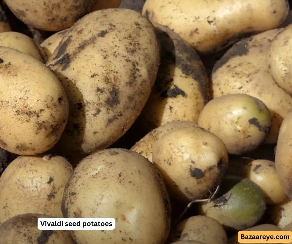 Vivaldi seed potatoes