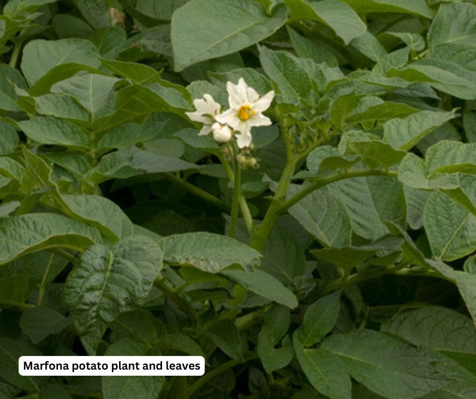 marfona potato plant and flower
