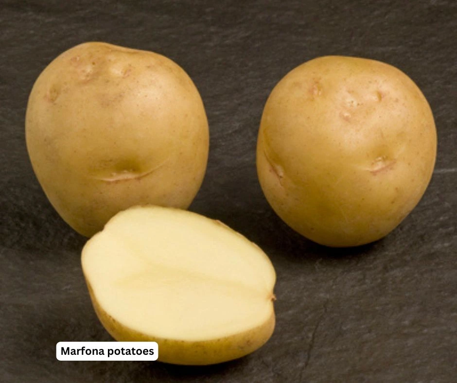 Marfona potatoes