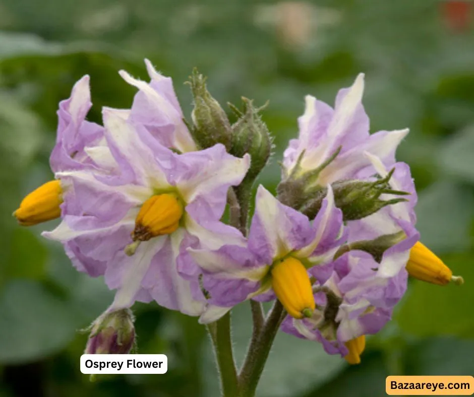 Osprey potatoes flower