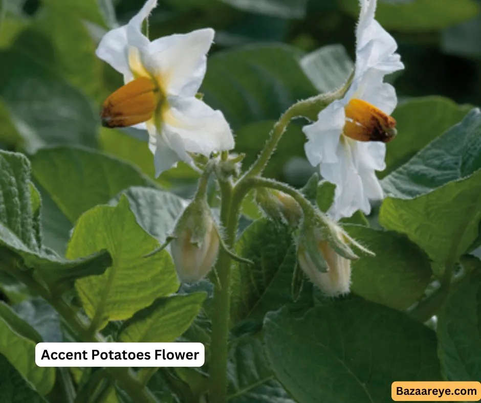 Accent Potatoes FLower