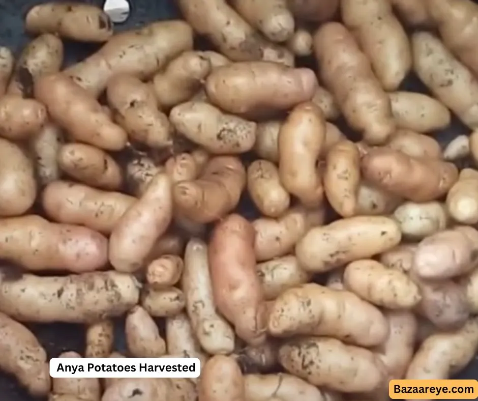 Anya potatoes freshly harvested from a farm resting on a tarp