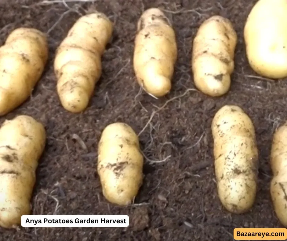 Anya potatoes harvested from a garden