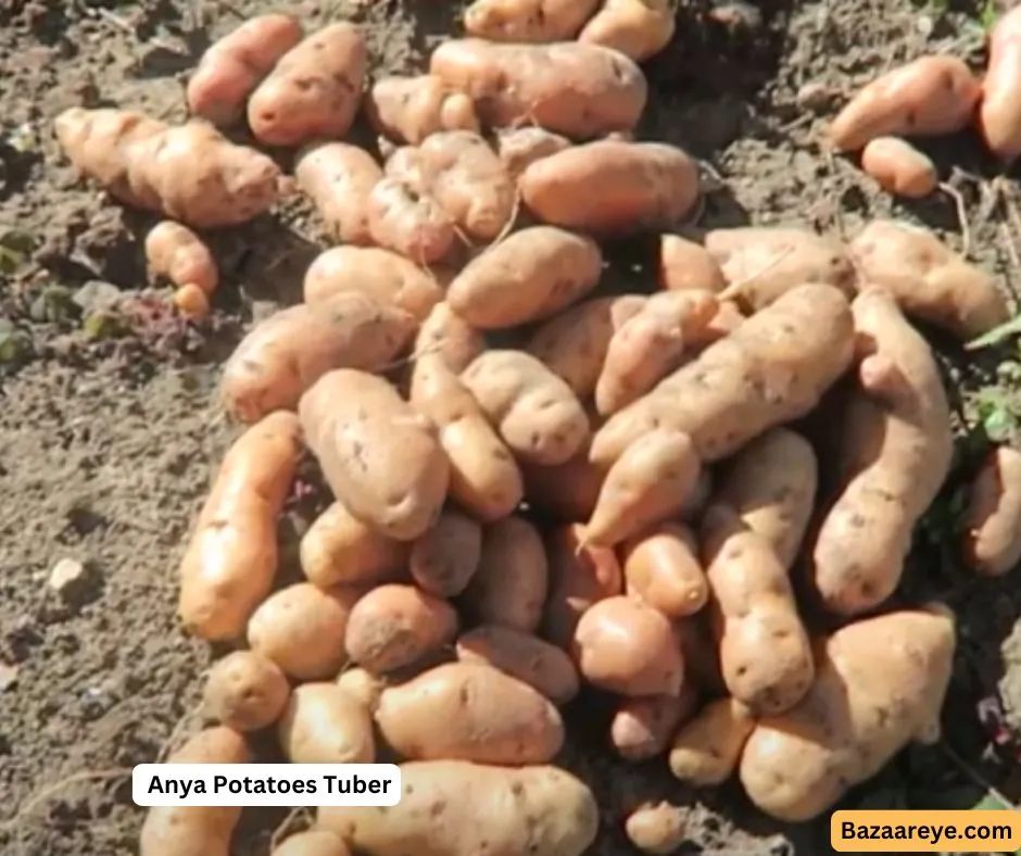 Anya Potato Tuber