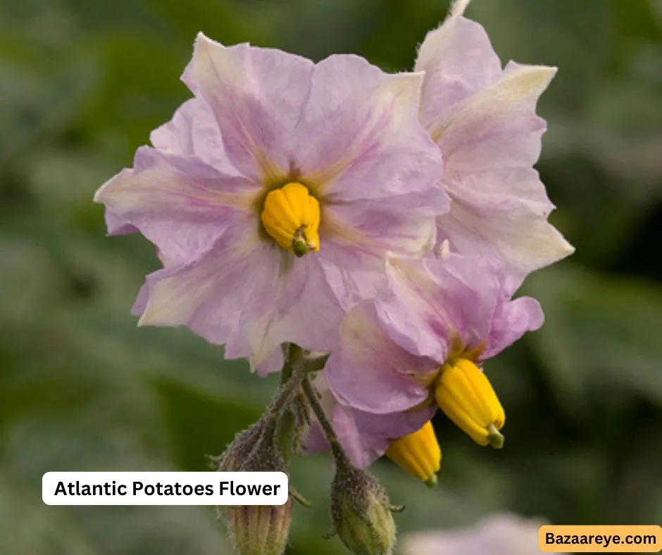 Atlantic Potatoes Flower