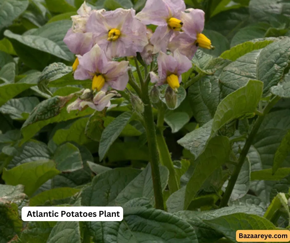 Atlantic potatoes plant
