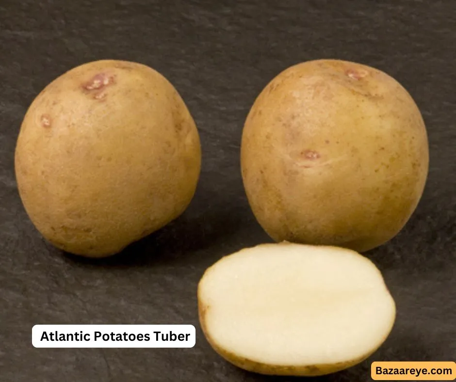 Atlantic Potatoes Tuber