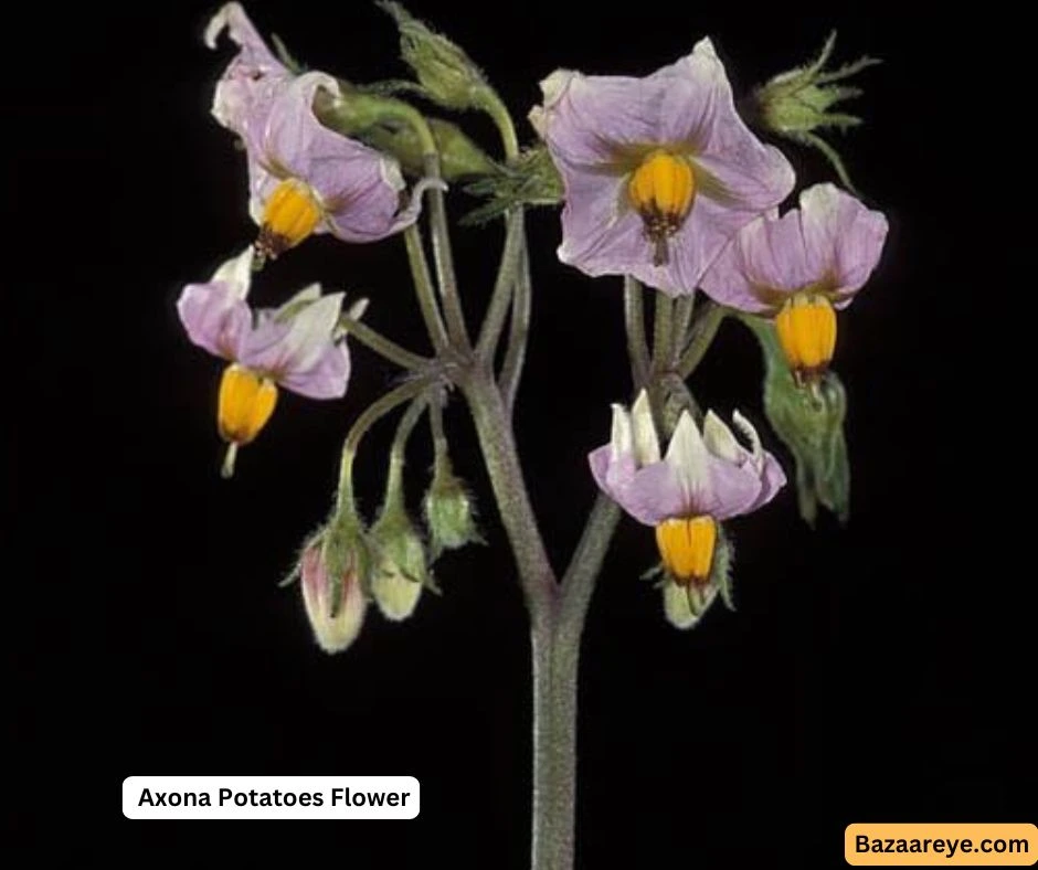 Axona potatoes flower