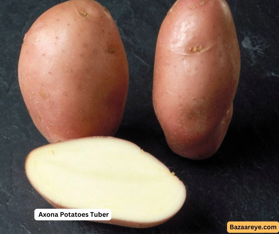 Axona Potatoes tuber