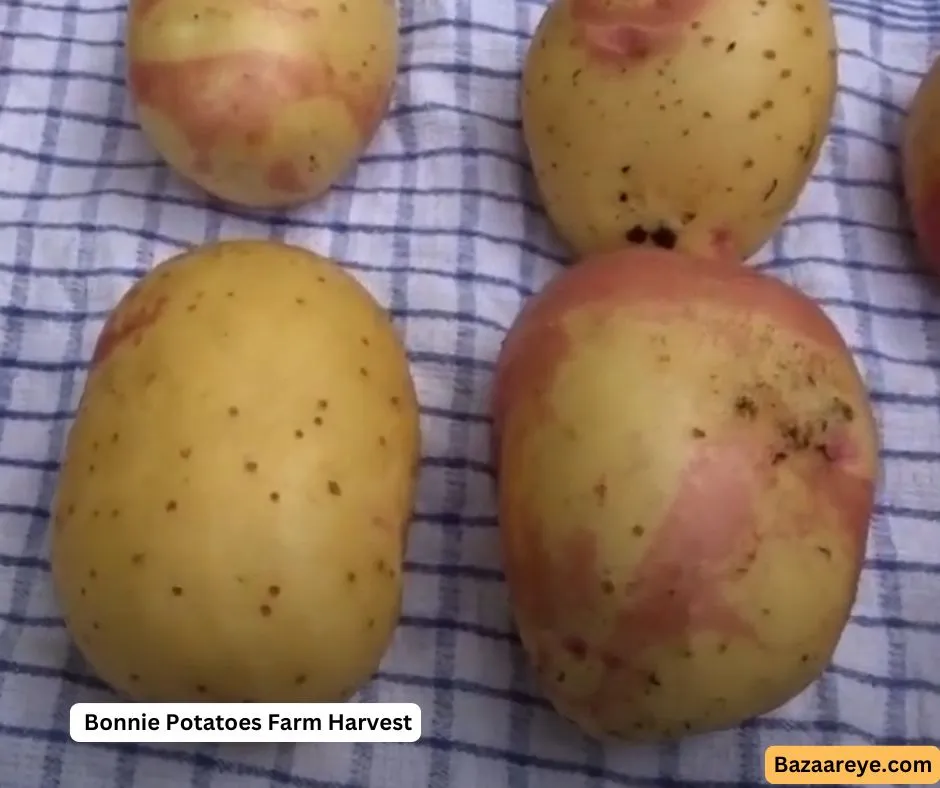 Bonnie Potatoes Farm Harvest