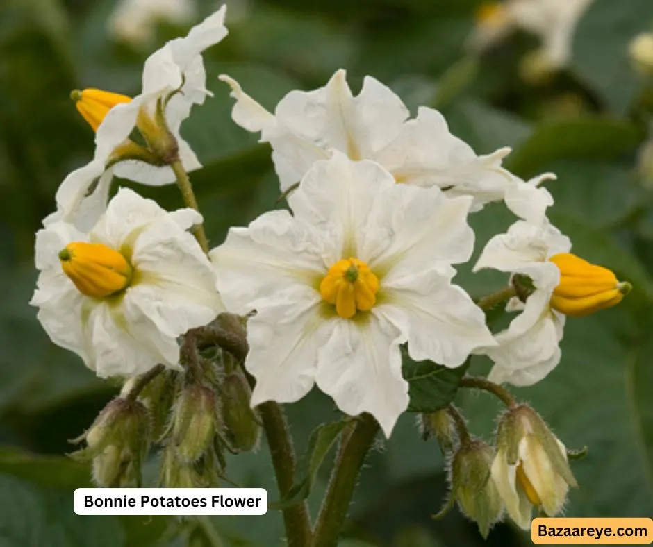 Bonnie Potatoes Flower