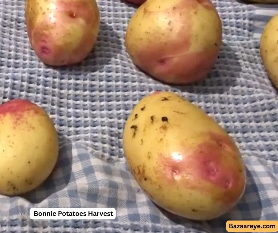 Bonnie potatoes garden harvest