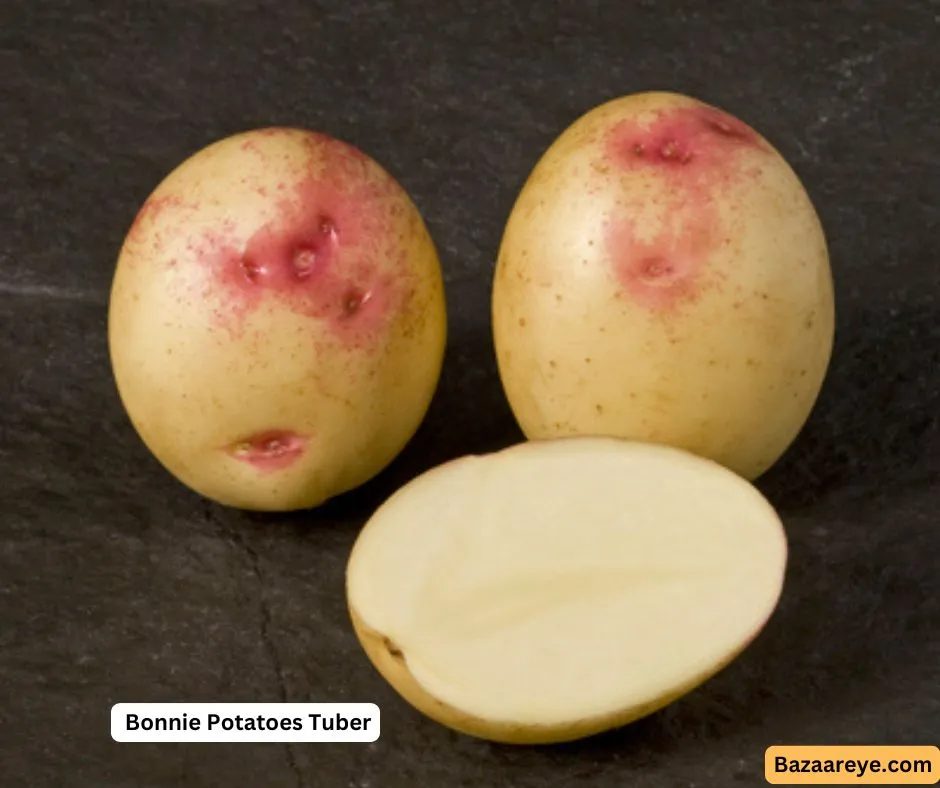 Bonnie Potatoes Tuber