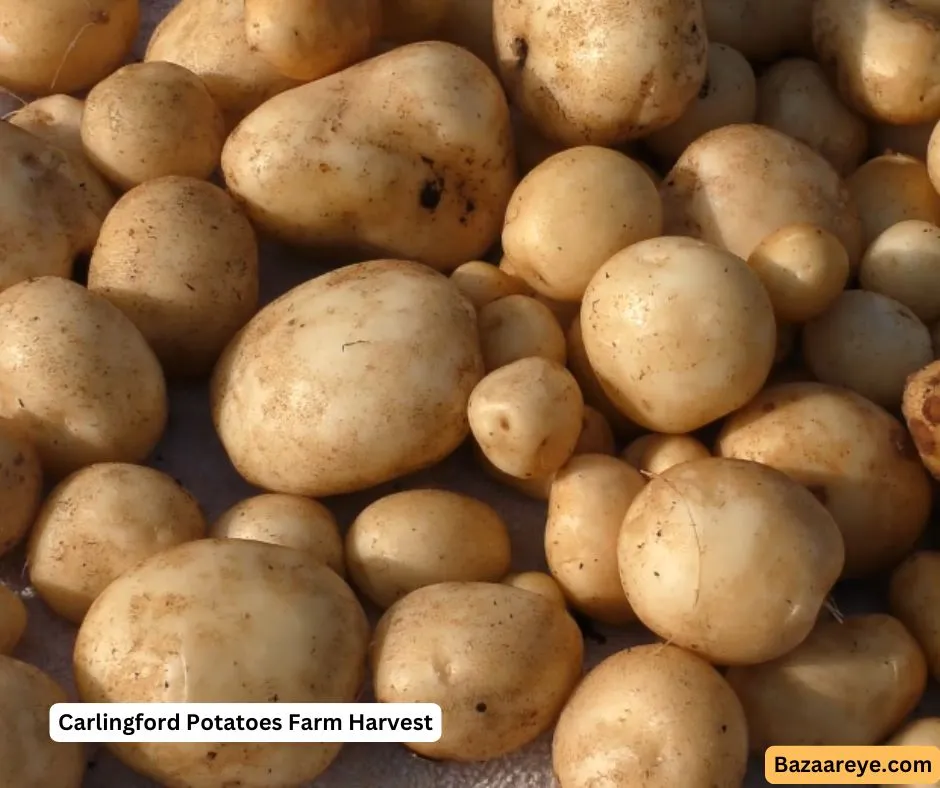 Carlingford potatoes farm harvested