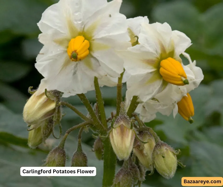 Carlingford Potatoes Flower
