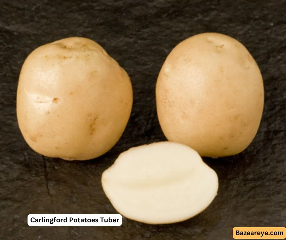 Carlingford Potatoes Tuber